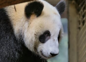 From Endangered to Vulnerable: A Comprehensive Analysis of the Giant Panda’s Conservation Status, Persistent Threats, and the Future of a Global Icon