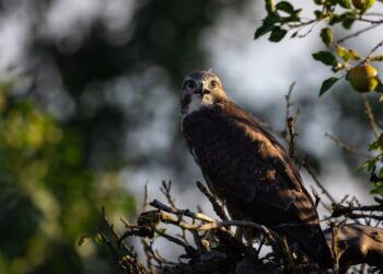 The Haunting of a Hunter: Grant Wilson’s Departure, Evolution, and Return to the Paranormal Spotlight