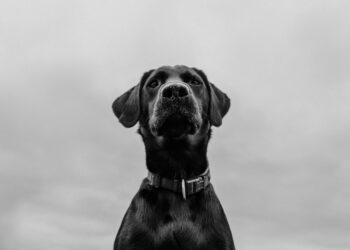 The Poop-Eating Paradox: Why Checklists Fail and How to See Your Dog’s Whole World