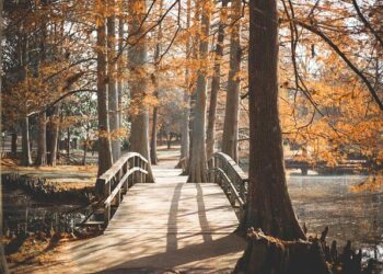 The Forehead’s Unspoken Story: A Journey from Battlefield to Walled Garden