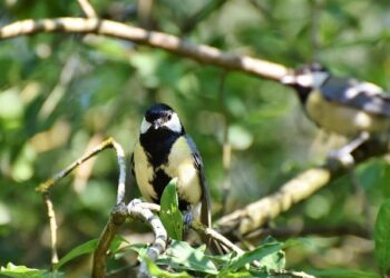 The Forager’s Gift: Why Your Wandering Mind Isn’t a Flaw, It’s a Feature