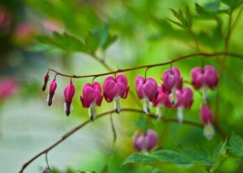 The Unsettling Silence: A Medical Researcher’s Guide to Why Your Ear Is Bleeding