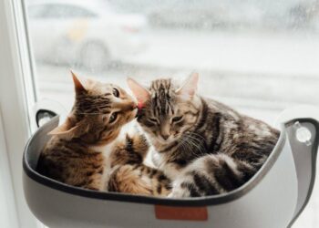 The Sandpaper Kiss: I’m a Feline Behaviorist, and I Was Wrong About Why Cats Lick. Here’s the Truth.