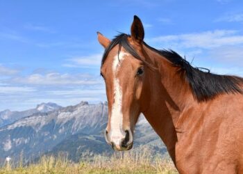 The Toupee and the Tragedy: How a Hairpiece Became a Central Artifact in the Menendez Murders