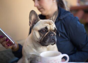 The Drool Decoder: A Vet’s Guide to What Your Dog’s Slobber is Really Telling You