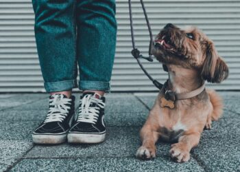My Dog Ate Dirt, and It Taught Me Everything: A Behaviorist’s Journey from Correction to Connection