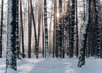 The Anatomy of an Upset: How Malcolm Brogdon’s Unflappable Consistency Won the NBA’s Most Contentious Rookie of the Year Race
