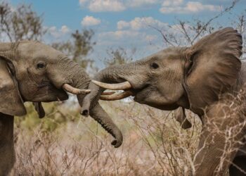 A Tale of Two Giants: The Specialist’s Gamble and the Generalist’s Triumph in the Late Pleistocene