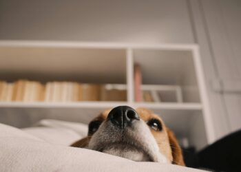 The Bedroom Crime Scene: A Forensic Guide to Why Your Dog Pees on the Bed