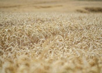 The Unseen Ingredient: My Journey Into the American Gas Tank to Discover Why We All Drive on Corn