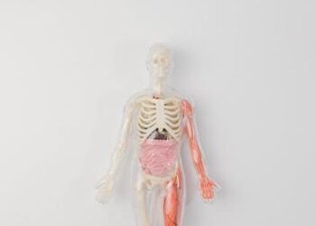 Two Weeks Late: A Medical Researcher’s Guide to Decoding Your Body’s Most Important Signal