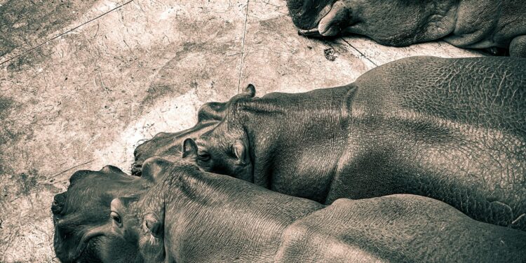 The Enduring Footprint: Deconstructing the Myth and Meaning of Kevin Von Erich’s Bare Feet