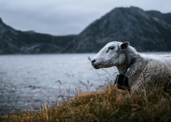 The Silver Doe: An Analysis of Patronus, Imprinting, and Narrative Identity in the Case of Severus Snape