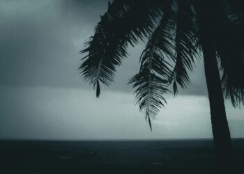 The Branch of Victory, The Path of Suffering: A Comprehensive Analysis of the Palm on Palm Sunday