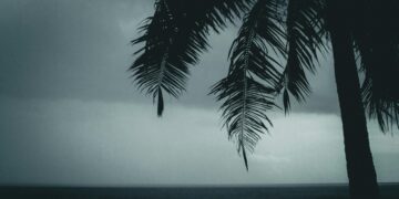 The Branch of Victory, The Path of Suffering: A Comprehensive Analysis of the Palm on Palm Sunday