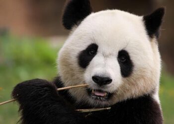 The Panda’s New Architects: Why Saving an Icon Meant Rethinking the Wild as a City