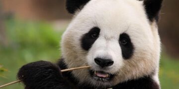 The Panda’s New Architects: Why Saving an Icon Meant Rethinking the Wild as a City